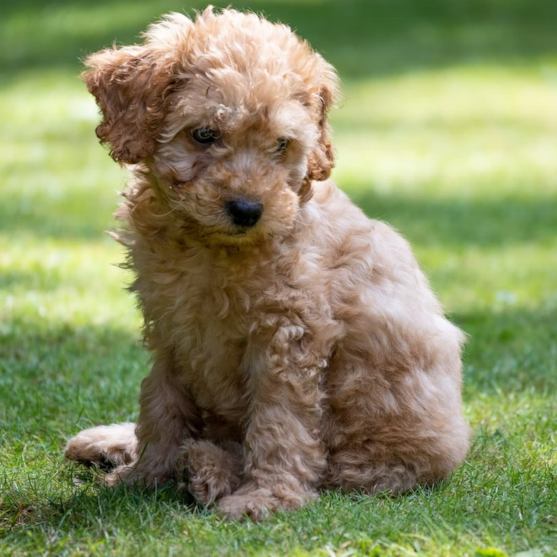Cockapoo Puppy For Sale - Seaside Pups